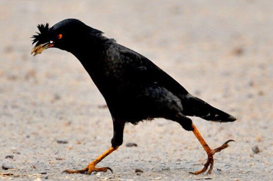 八哥拉白稀屎怎么办