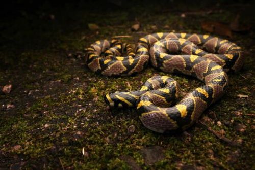 万州蛇类宠物品种丰富