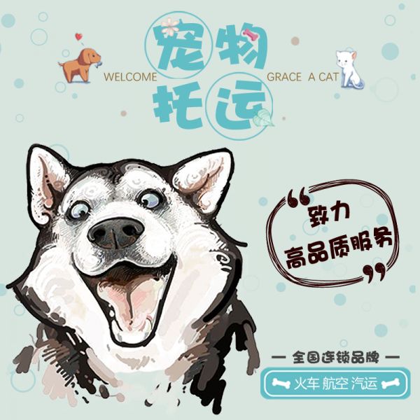 上海周边 猫咪托运 汽车带托运