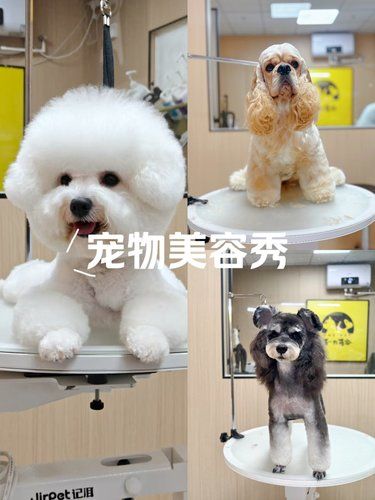 我家萌宠的新造型