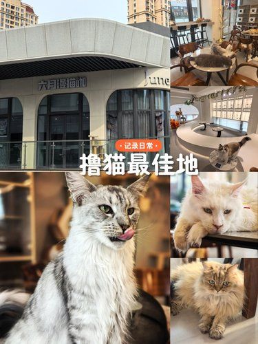 环宇城撸猫好去处，优质猫咖体验