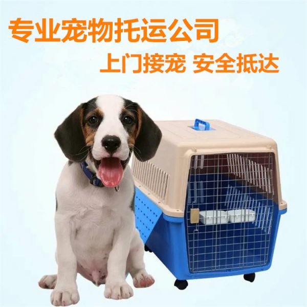 上海周边 正规托运 靠谱猫咪狗狗搬家运输