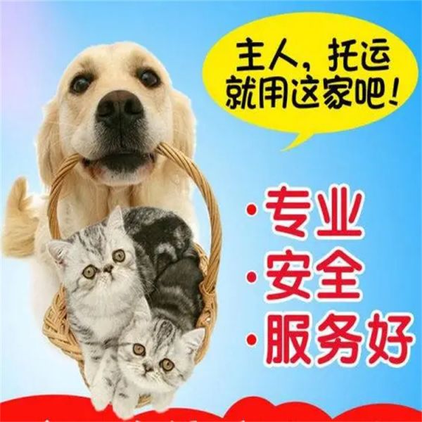 上海周边 正规托运 靠谱猫咪狗狗搬家运输