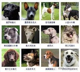 “狗狗体型速查表，养宠必备！”