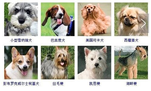 狗狗有哪些体型呢？