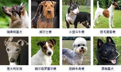 狗狗有哪些体型呢？