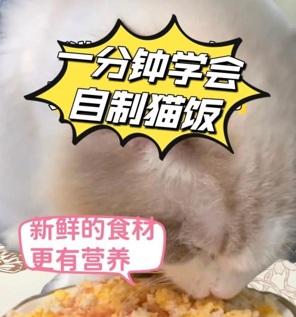 自制猫粮的美味食谱有哪些？周末如何轻松制作？
