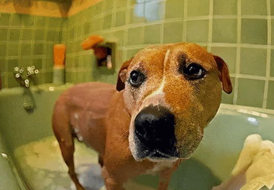 狗狗冬季洗澡美容实用指南！