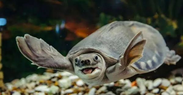 养猪鼻龟水温多少度适合？主人可以来看看