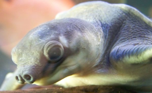 养猪鼻龟水温多少度适合？主人可以来看看