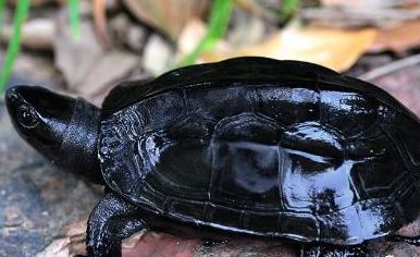 墨龟的正确养法:科学饲养指南