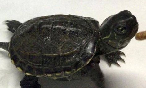墨龟的正确养法:科学饲养指南