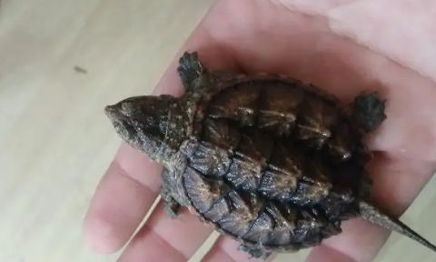 小鳄龟需要加温吗 ?一文教会你!