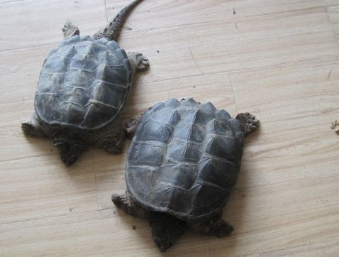 小鳄龟需要加温吗 ?一文教会你!