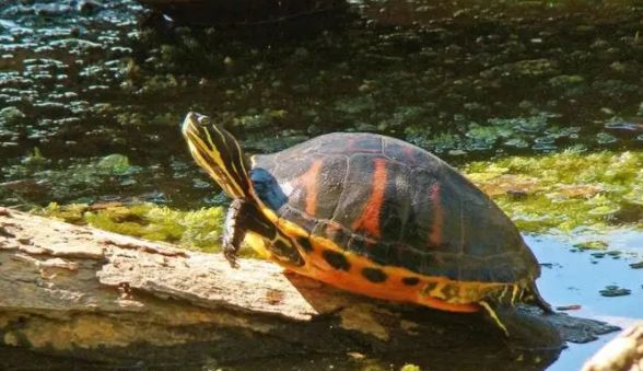 格兰德彩龟耐寒吗？一文给你解答！