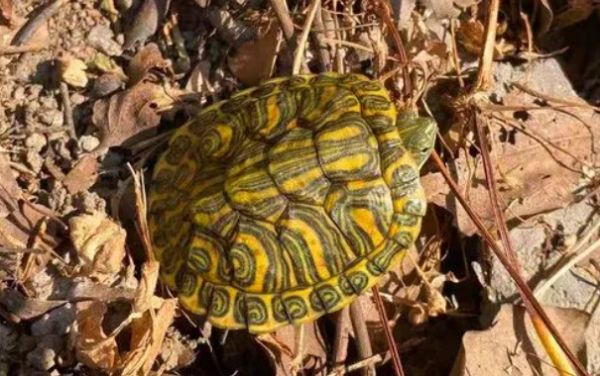 格兰德彩龟耐寒吗？一文给你解答！