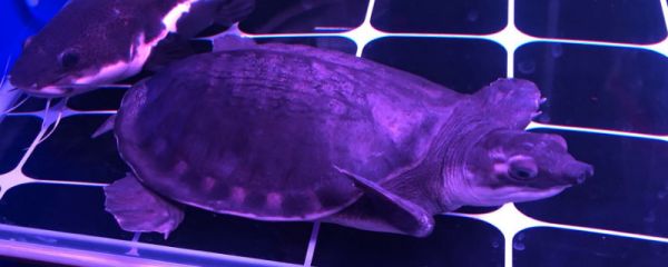 猪鼻龟水温多少度合适