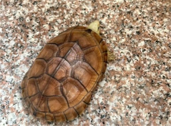 带你了解，小青龟苗饲养方法？