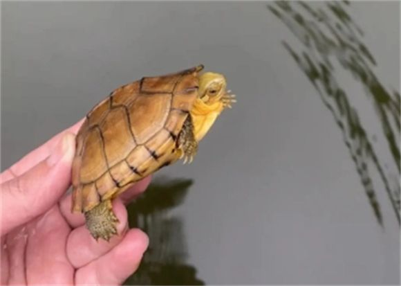 带你了解，小青龟苗饲养方法？