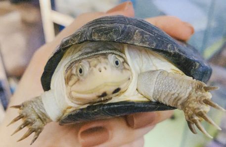 带你了解，西非侧颈盒龟饲养温度有什么要求呢？