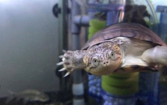 带你了解，西非侧颈盒龟饲养温度有什么要求呢？