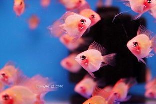 香港观赏鱼市场:宠物界“”,价格亲民。