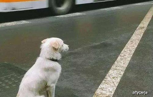 宠物狗狗健康饮食，科学喂养指南