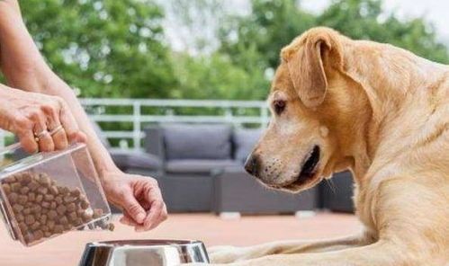 宠物狗狗健康饮食，科学喂养指南