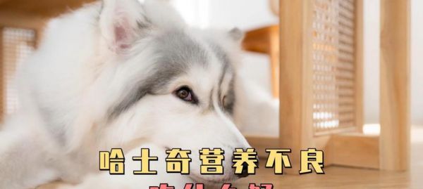 四个月大的狗狗如何补充营养？（一份详细的饮食指南帮助你为宠物提供均衡的营养）