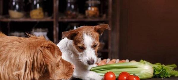 四个月大的狗狗如何补充营养？（一份详细的饮食指南帮助你为宠物提供均衡的营养）