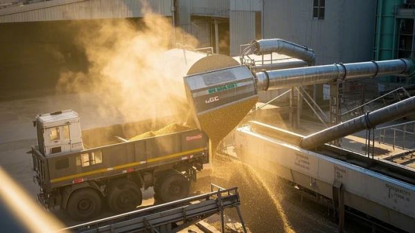 鹦鹉亚成鸟食谱_营养需求分析_健康喂养方案