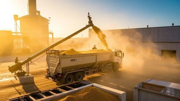 鹦鹉亚成鸟食谱_营养需求分析_健康喂养方案