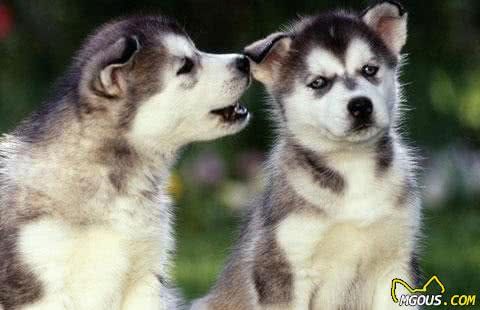 你知道狗狗的食物调理都需要注意什么吗？