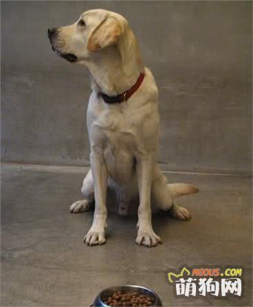 二分钟告诉你“怎么增加狗狗的食欲？”