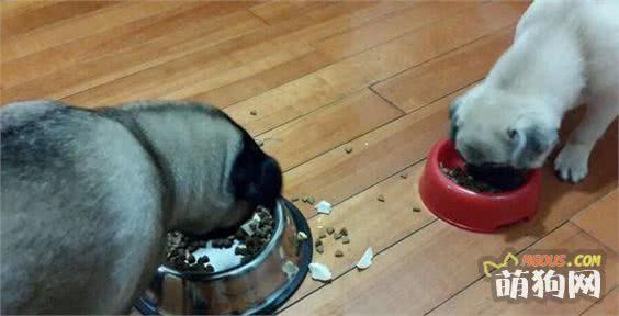 二分钟告诉你“怎么增加狗狗的食欲？”