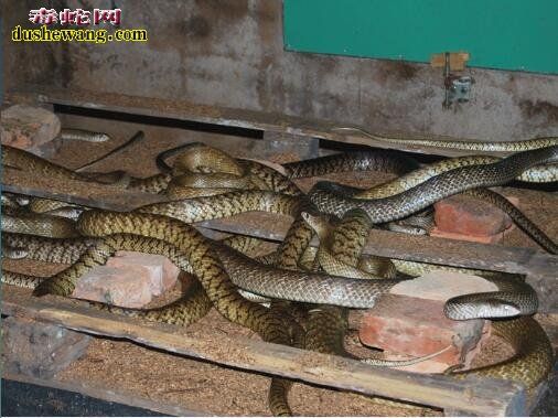 福建东山养蛇场养蛇基地