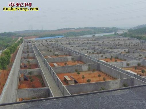 河北万全养蛇场养蛇基地