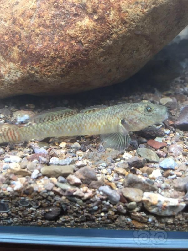 虾虎野采来的虾虎