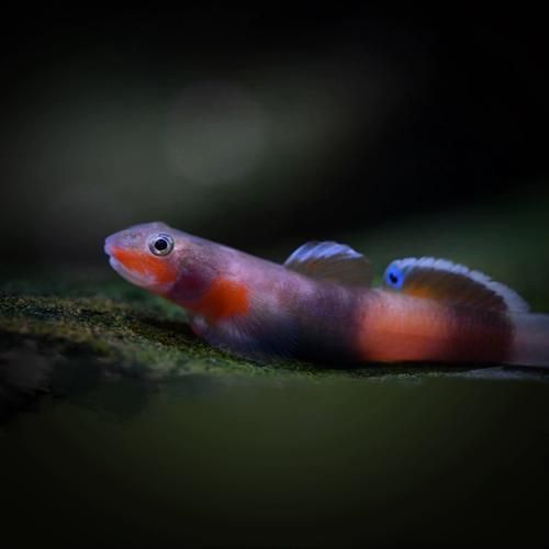 棉兰老韧虾虎鱼东南亚虾虎 原生鱼稀有韧虾虎 淡水鱼 观赏鱼包活