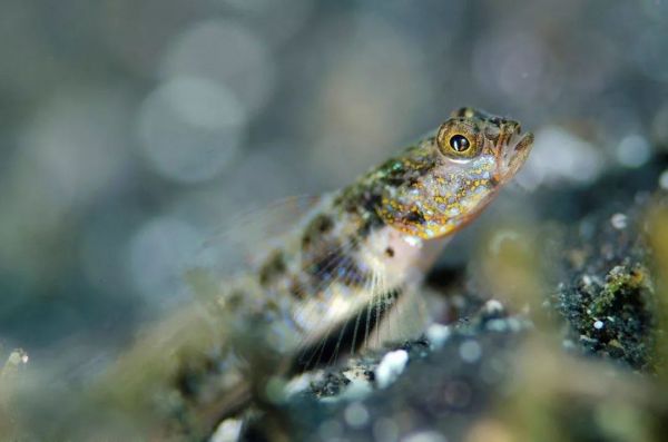 一组虾虎鱼的美图欣赏