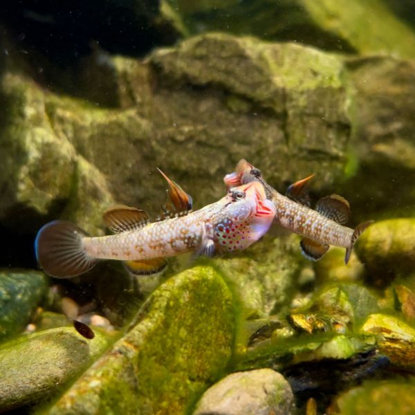 练手稀有原生态淡水小型白面溪吻纹腮李氏虾虎鱼