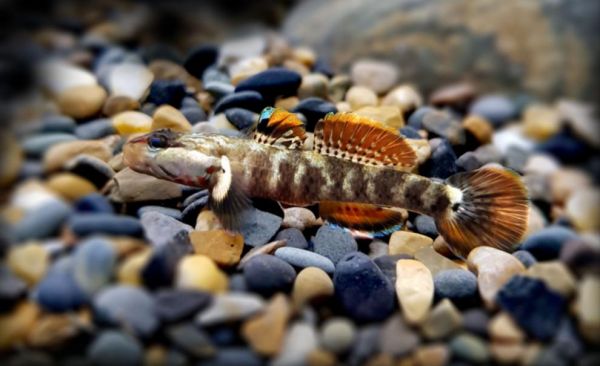 荣郁原生鱼溪吻虾虎鱼冷水鱼淡水虾白面虾虎鱼缸造景小型观赏鱼精选白