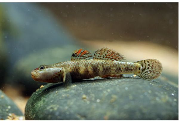 白面溪吻虾虎鱼白颊虾虎鱼虾虎鱼溪吻虾虎鱼原生鱼活体宠物观1061 白