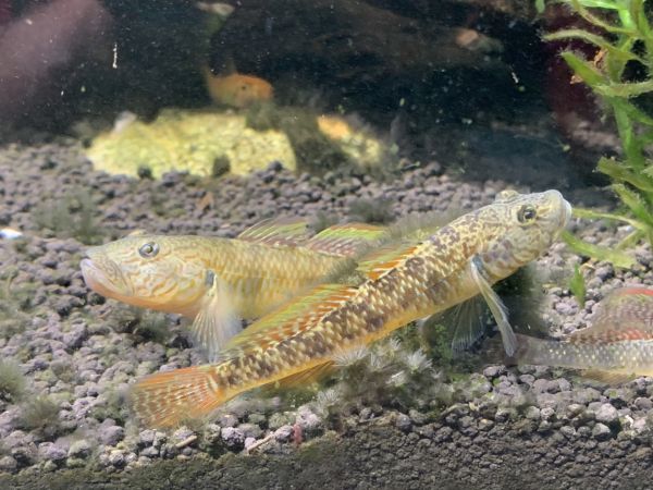 原生鱼活鱼虾虎鱼子陵虾虎淡水鱼宠物活体观赏鱼鱼