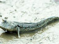 弹涂鱼真的能跳吗？