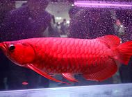 红龙鱼为什么这么名贵