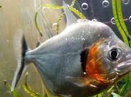 水虎鱼的分属有哪些？