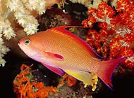 金花魲饲养方法