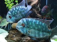 维多利亚湖慈鲷饲养方法