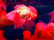 亚坦克类异型鱼饲养方法